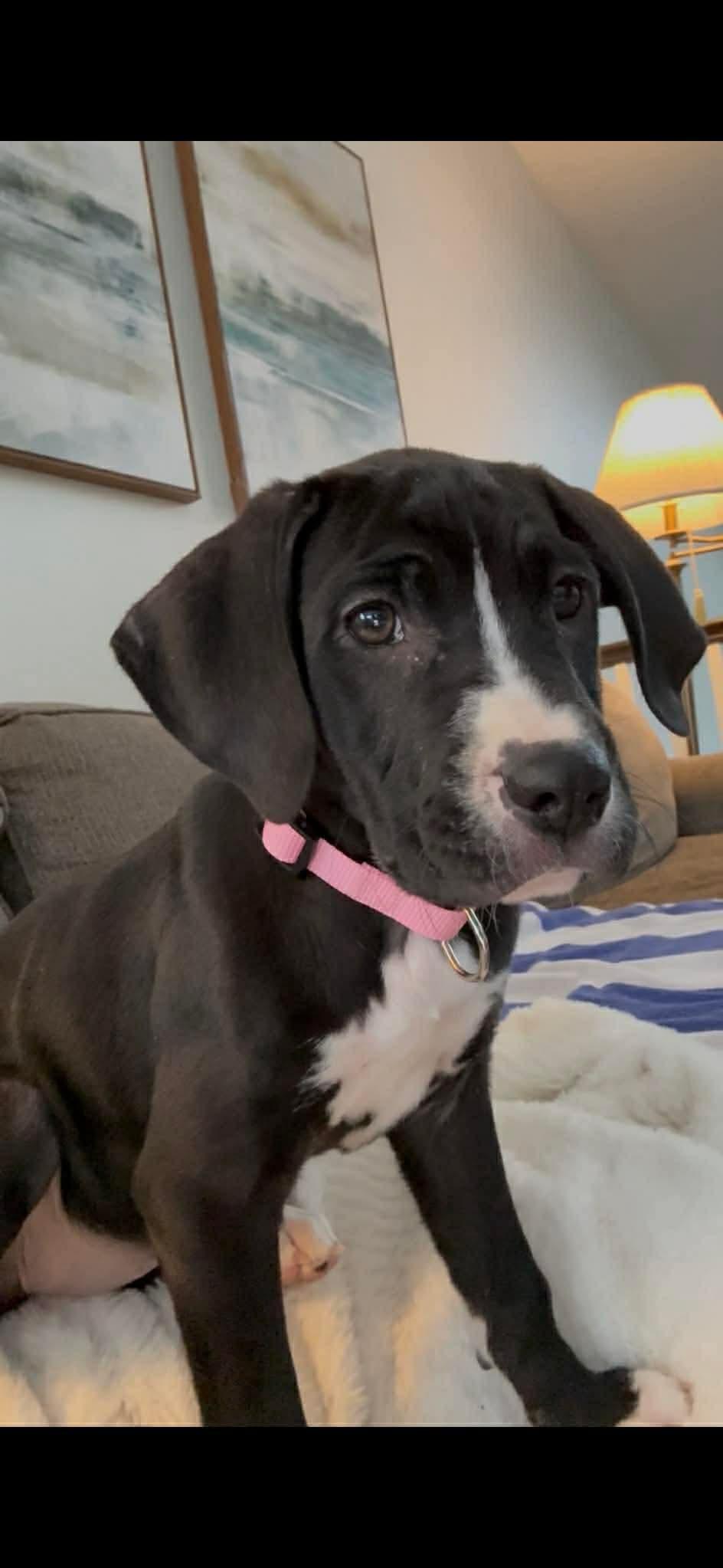 Enlarge Rosina, a Adoptable mixed breed in Duluth, MN image 2/3