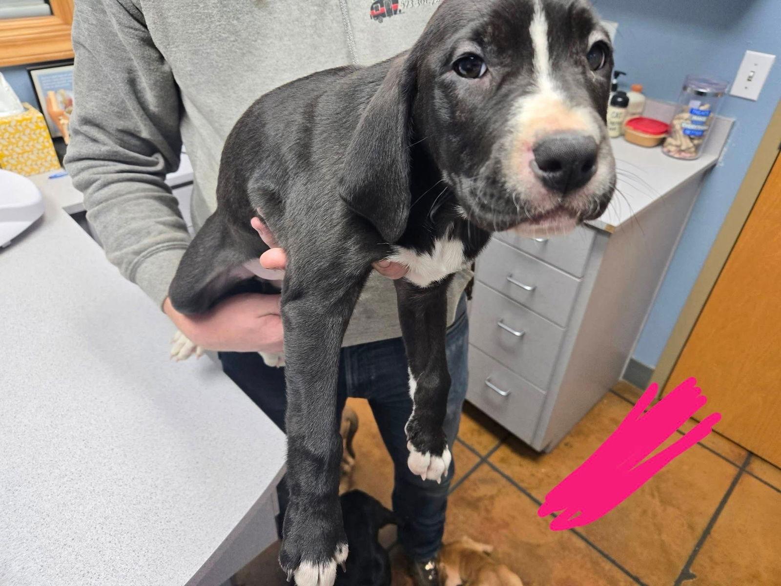 Enlarge Rosina, a Adoptable mixed breed in Duluth, MN image 3/3