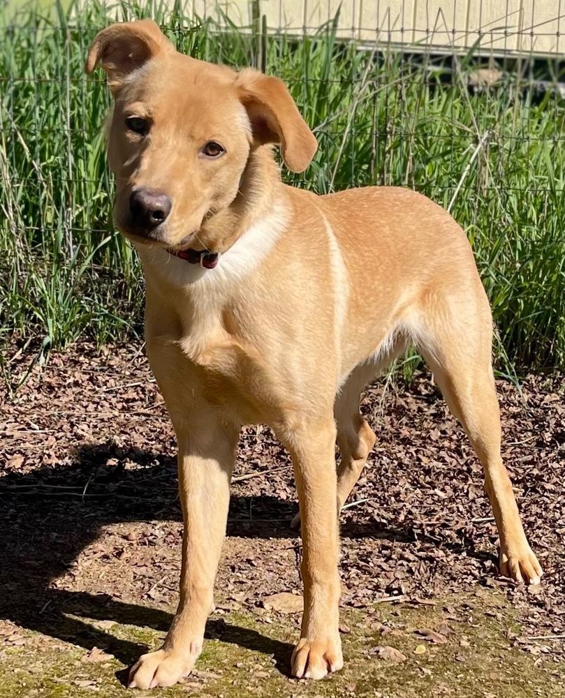 Dolly, Adoptable, Young Female Labrador Retriever.