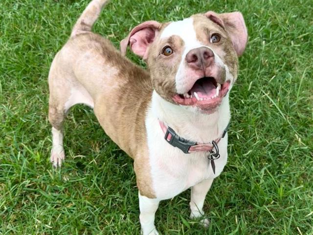 Enlarge POPPY, a Adoptable Bull Terrier in Haw River, NC image 1/1