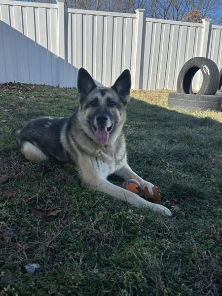 Enlarge Vida, a Adoptable mixed breed in Osage Beach, MO image 1/6