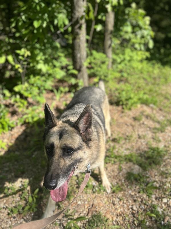 Enlarge Vida, a Adoptable mixed breed in Osage Beach, MO image 2/6