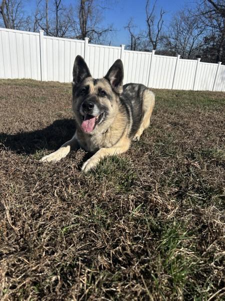 Enlarge Vida, a Adoptable mixed breed in Osage Beach, MO image 3/6