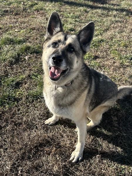 Enlarge Vida, a Adoptable mixed breed in Osage Beach, MO image 5/6