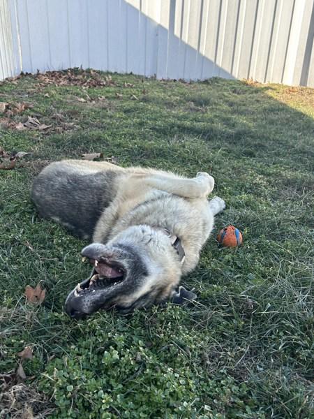 Enlarge Vida, a Adoptable mixed breed in Osage Beach, MO image 6/6