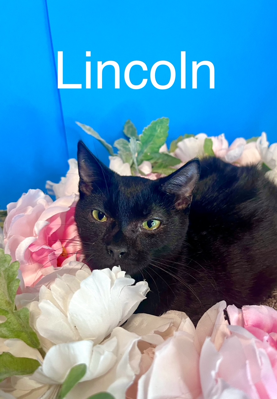 Lincoln