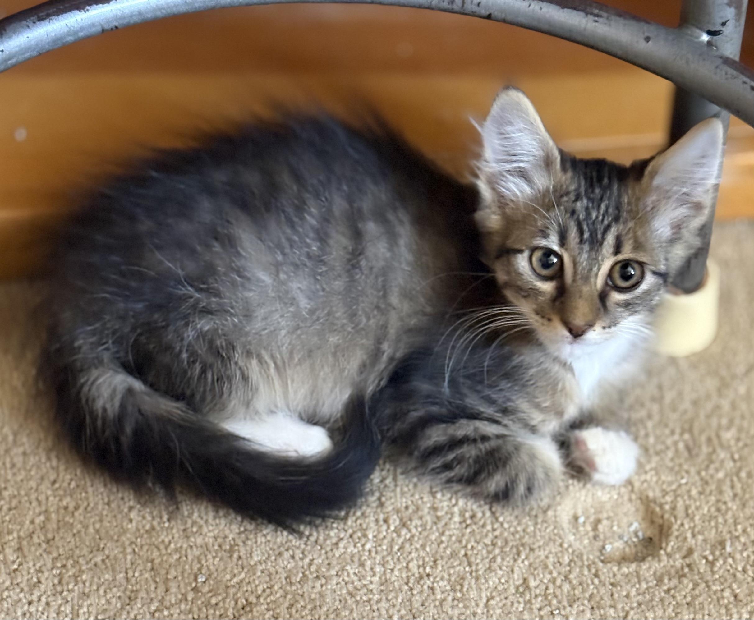 Enlarge Martha, a Adoptable Domestic Medium Hair in Oracle, AZ image 2/6