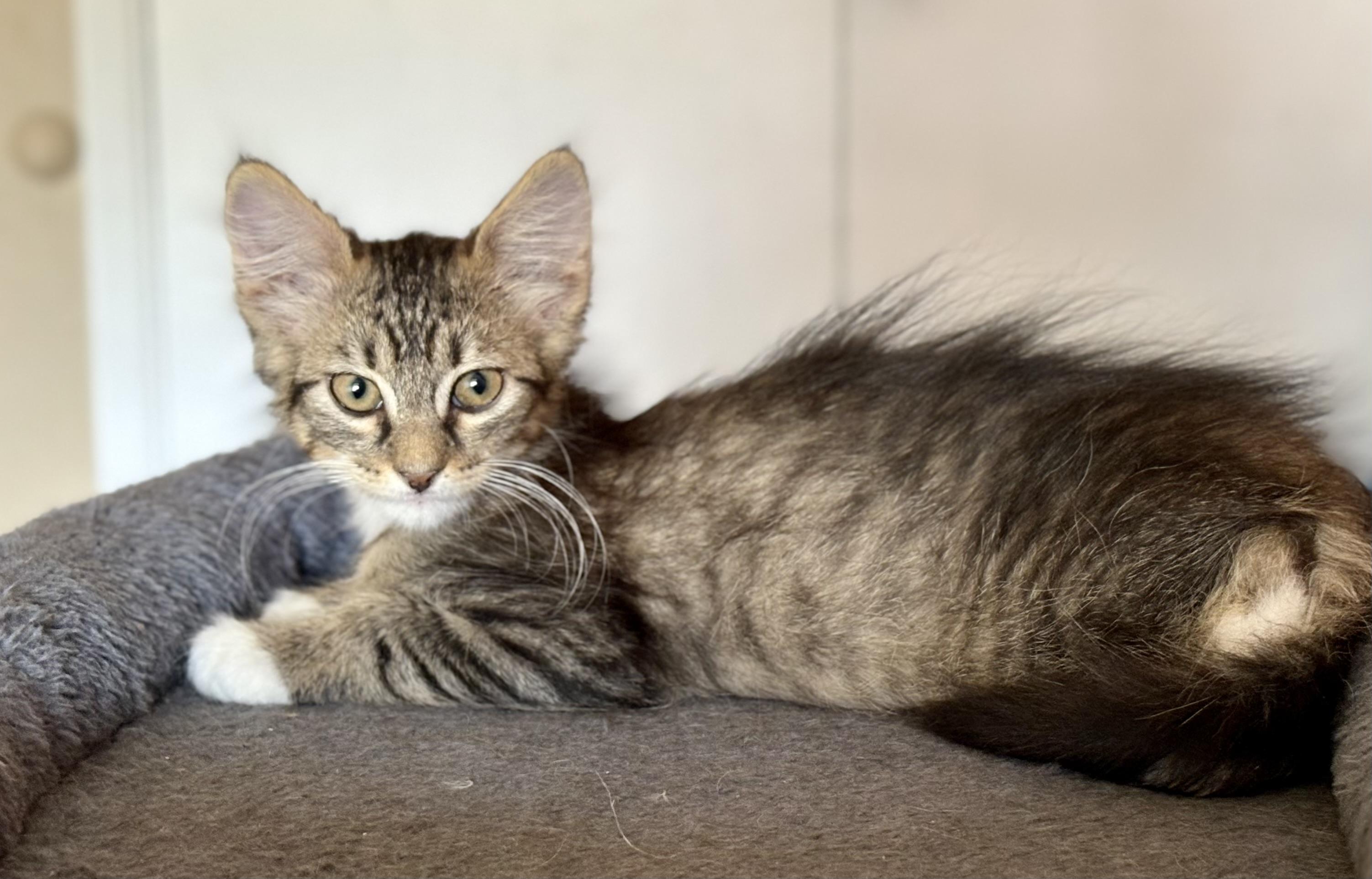 Enlarge Martha, a Adoptable Domestic Medium Hair in Oracle, AZ image 5/6