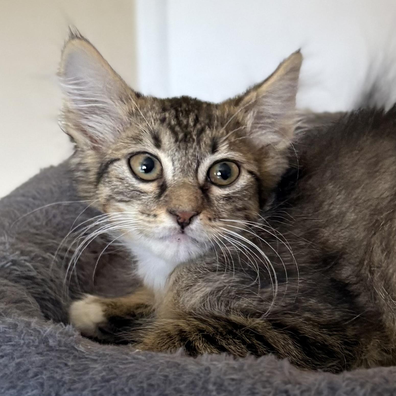 Enlarge Martha, a Adoptable Domestic Medium Hair in Oracle, AZ image 1/6