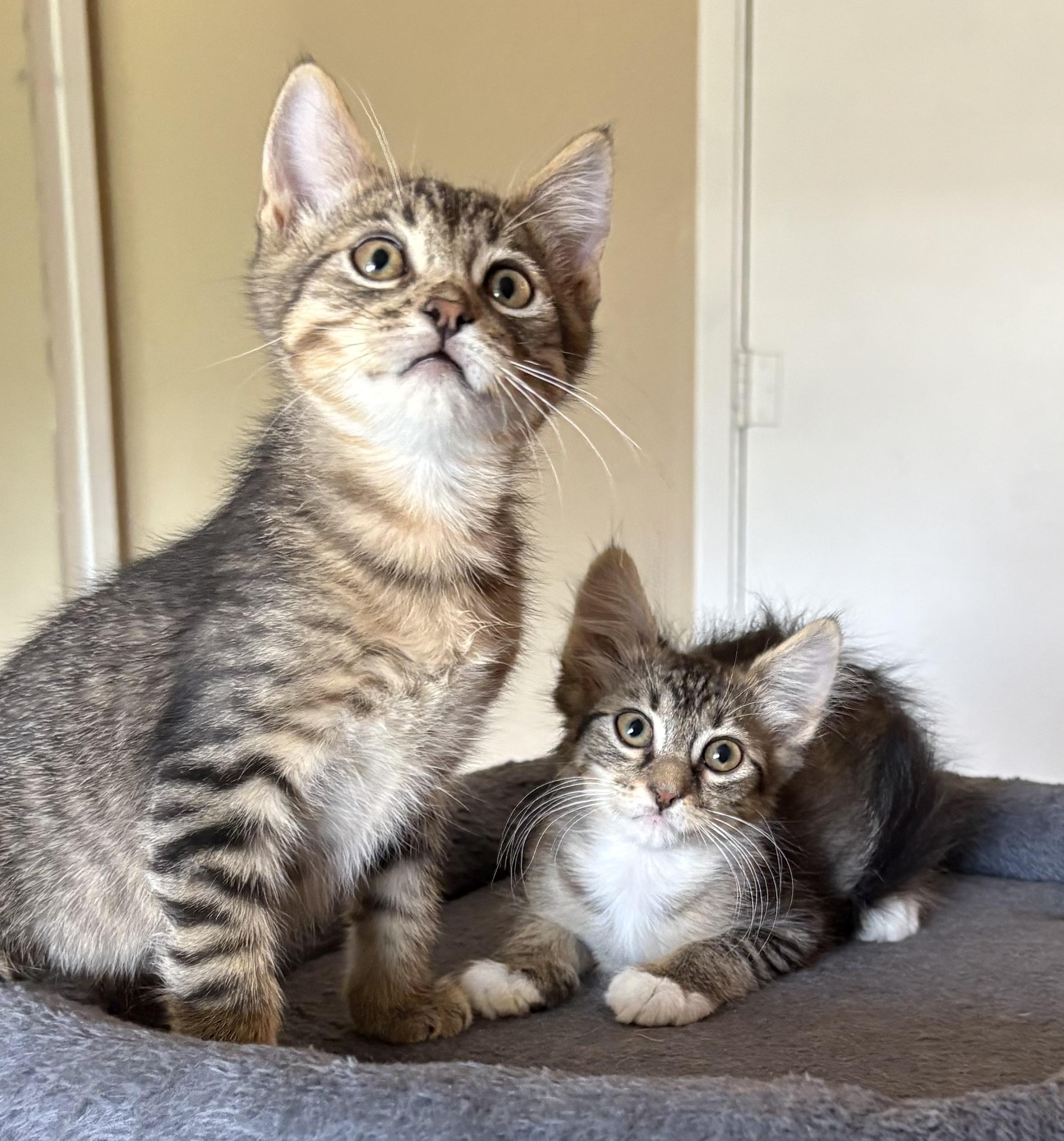 Enlarge Martha, a Adoptable Domestic Medium Hair in Oracle, AZ image 4/6