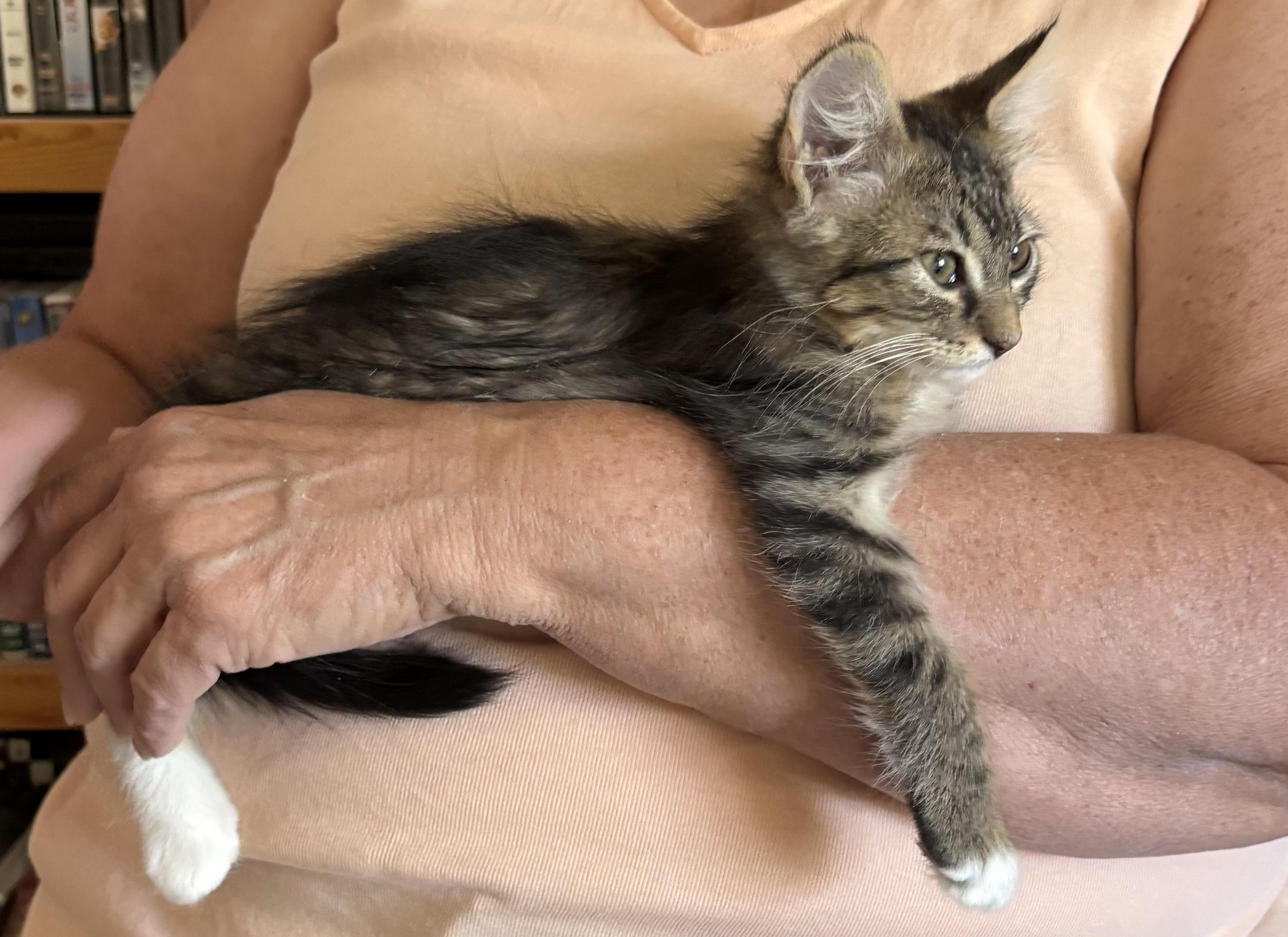 Enlarge Martha, a Adoptable Domestic Medium Hair in Oracle, AZ image 3/6