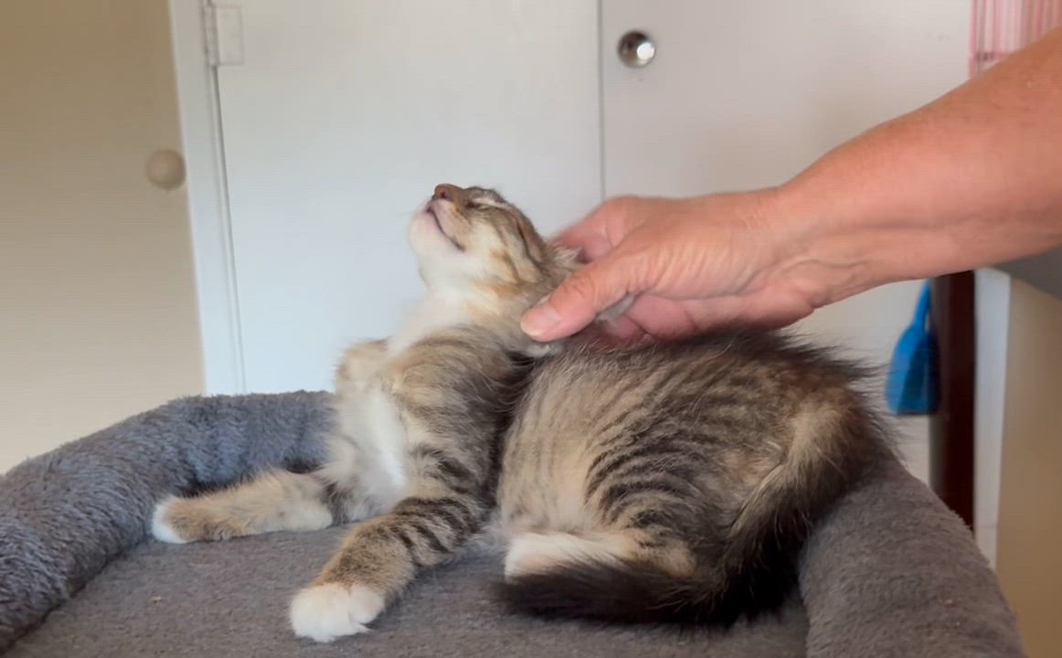 Enlarge Martha, a Adoptable Domestic Medium Hair in Oracle, AZ video 6/6