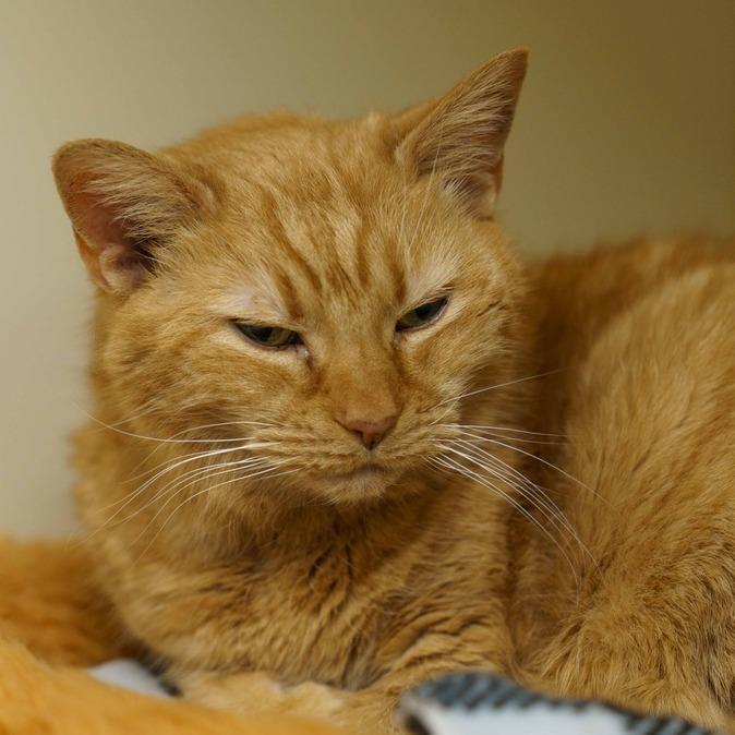 Merry Maxine, Adoptable, Senior Female Domestic Short Hair & Domestic Short Hair.