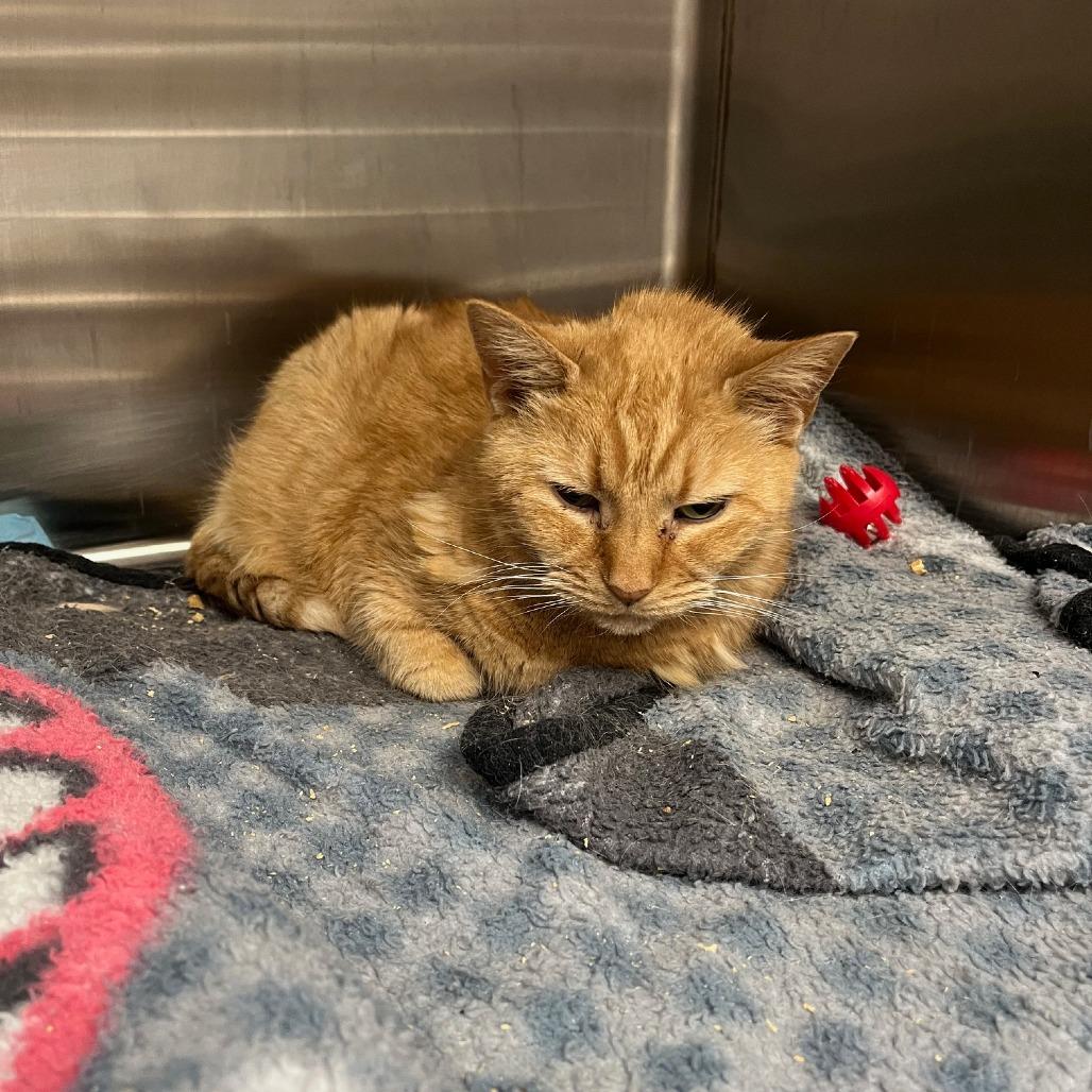 Enlarge Merry Maxine, a Adoptable mixed breed in La Grange, KY image 2/3