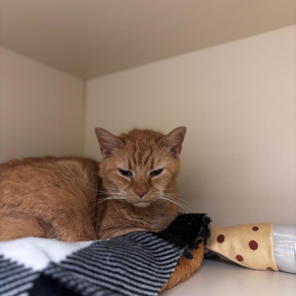 Enlarge Merry Maxine, a Adoptable mixed breed in La Grange, KY image 3/3