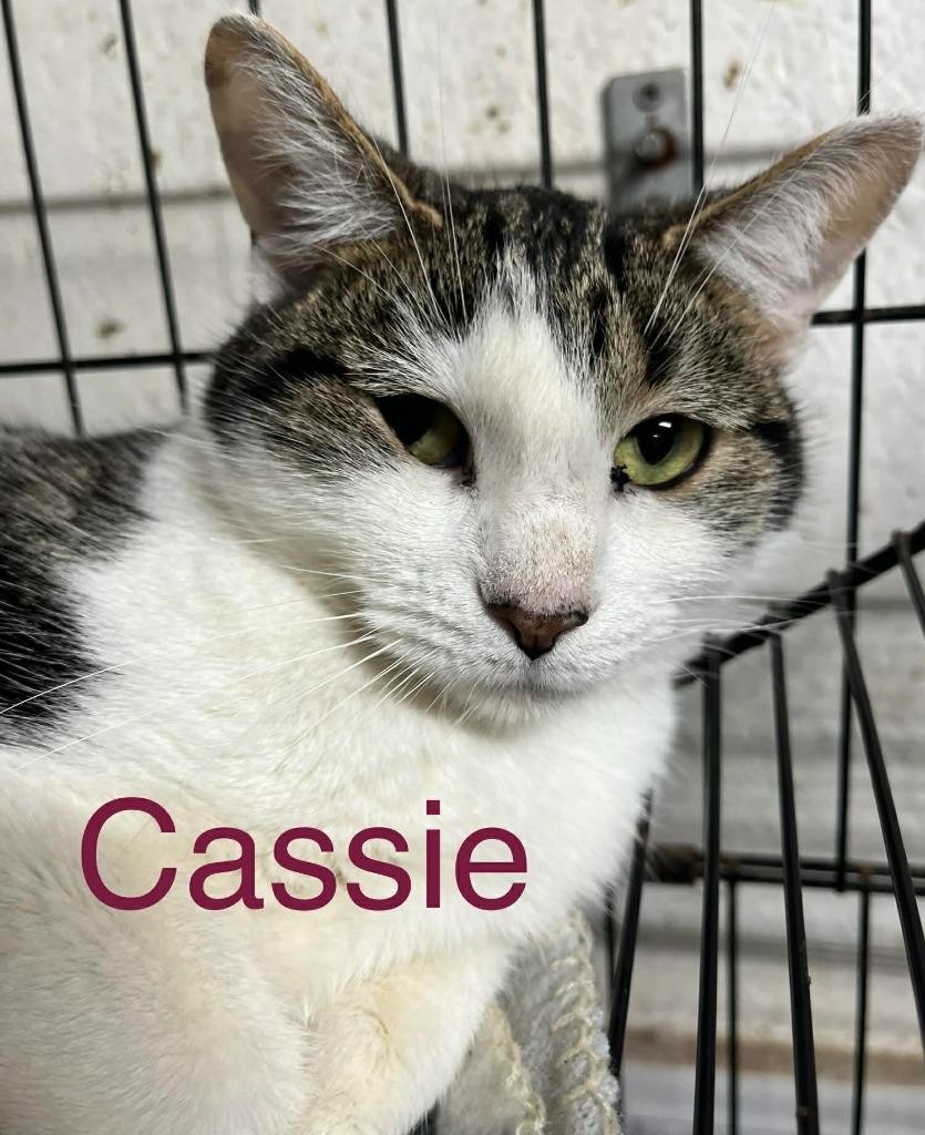 Cassie, Adoptable, Adult Female Domestic Short Hair.