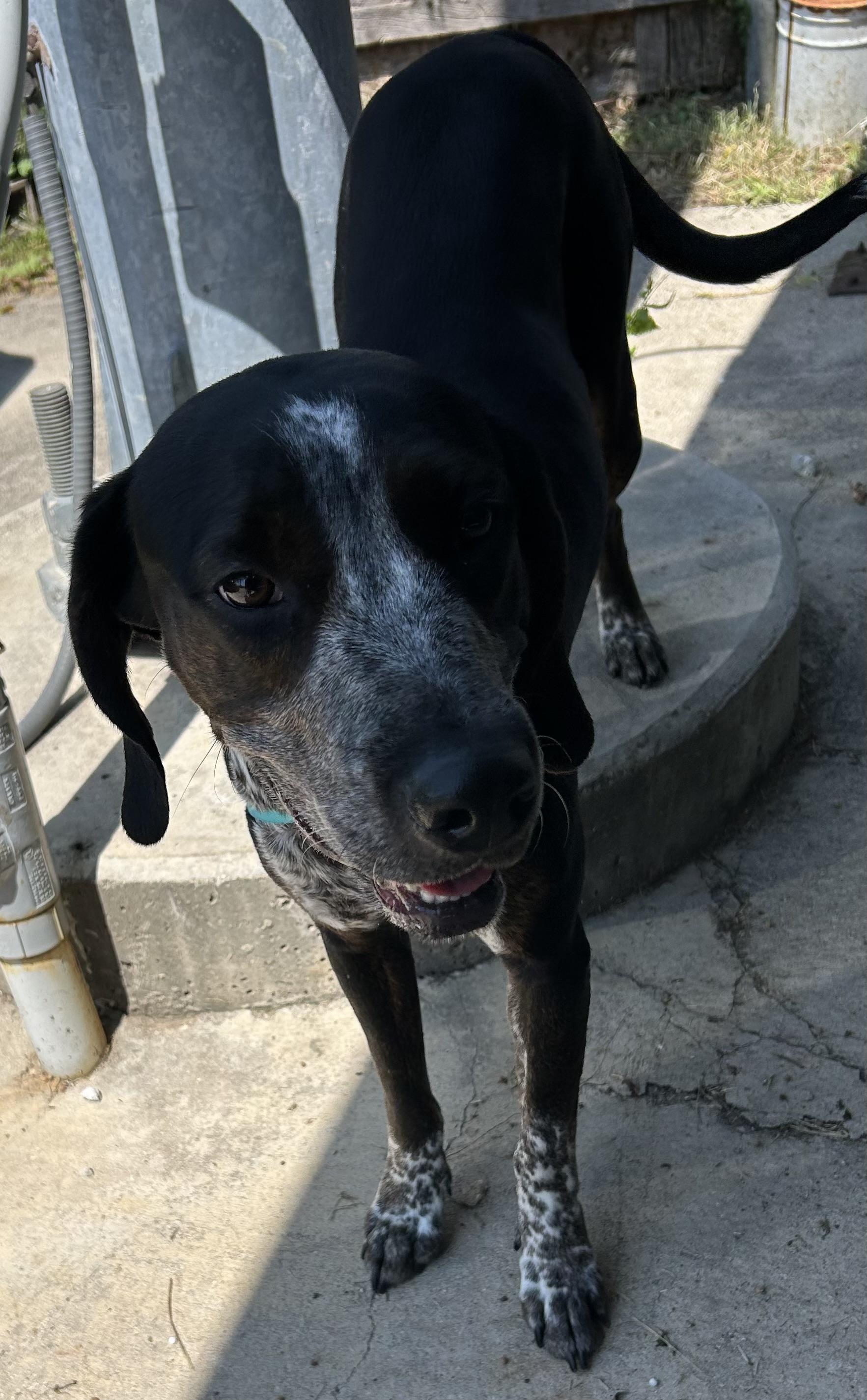 Storm, adopted, Adult Female Coonhound.