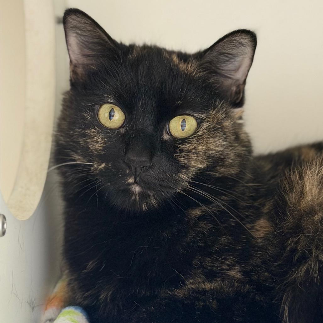 Mama Midnight, Adoptable, Senior Female Domestic Short Hair.