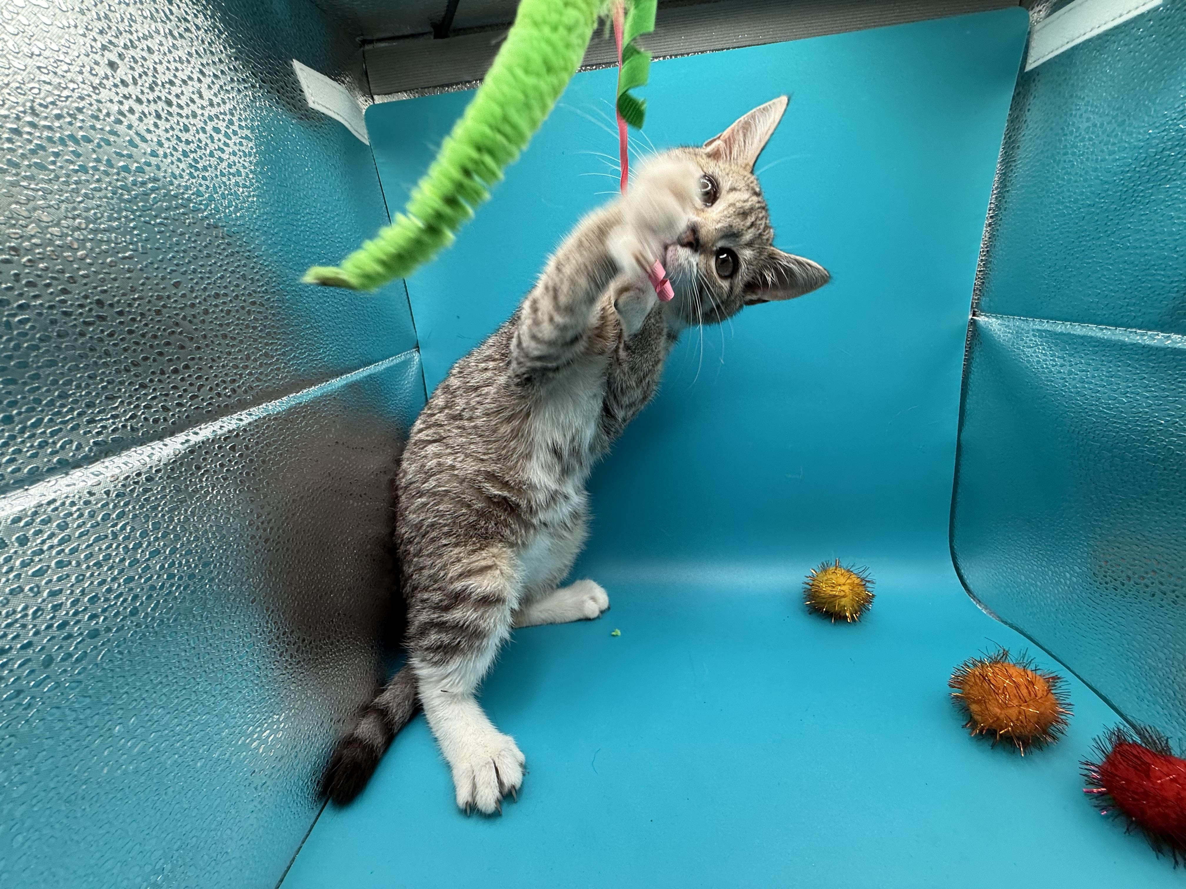 Enlarge Penelope Garcia, a Adoptable Domestic Short Hair in Galloway, NJ image 1/4