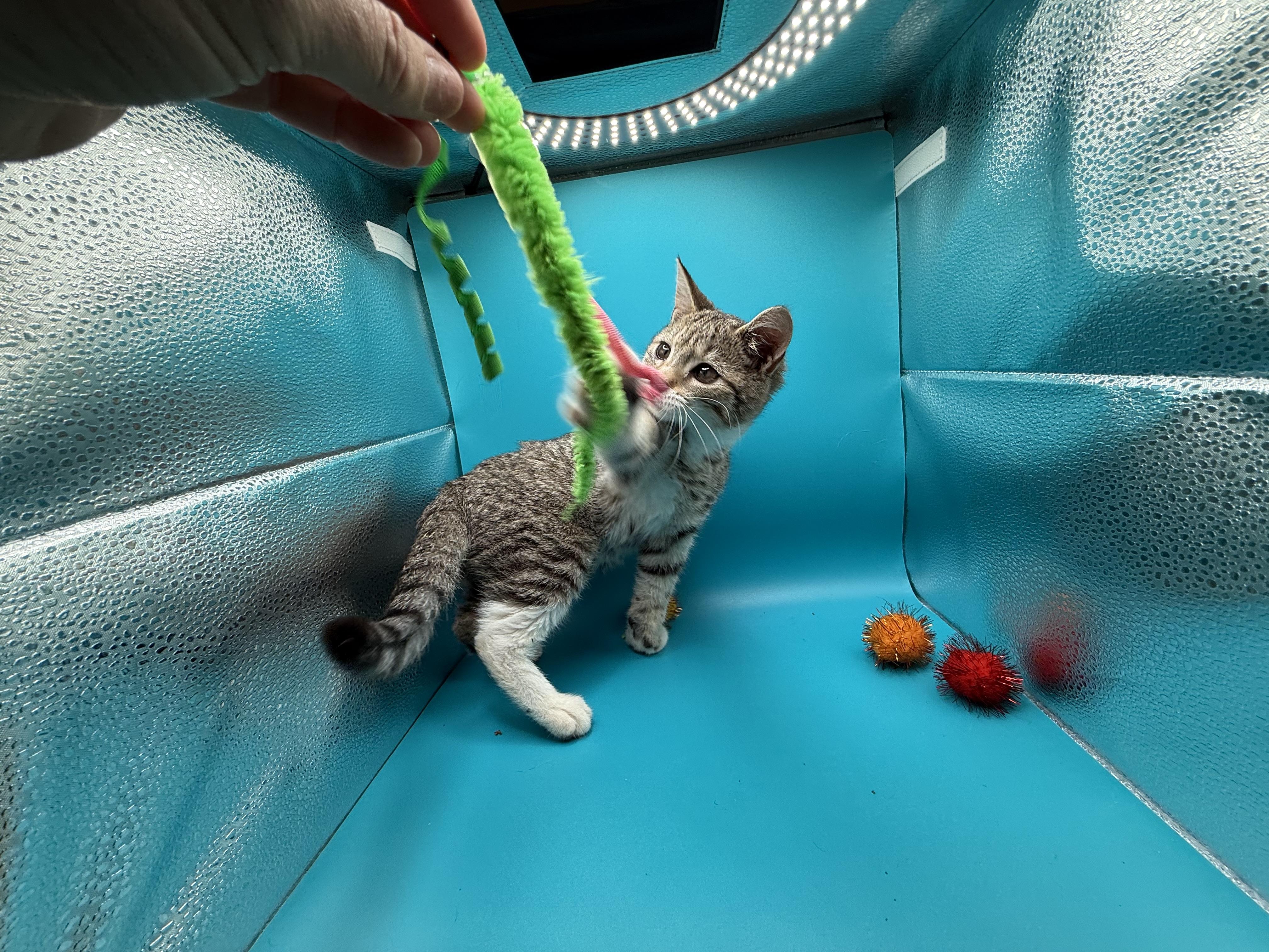 Enlarge Penelope Garcia, a Adoptable Domestic Short Hair in Galloway, NJ image 2/4