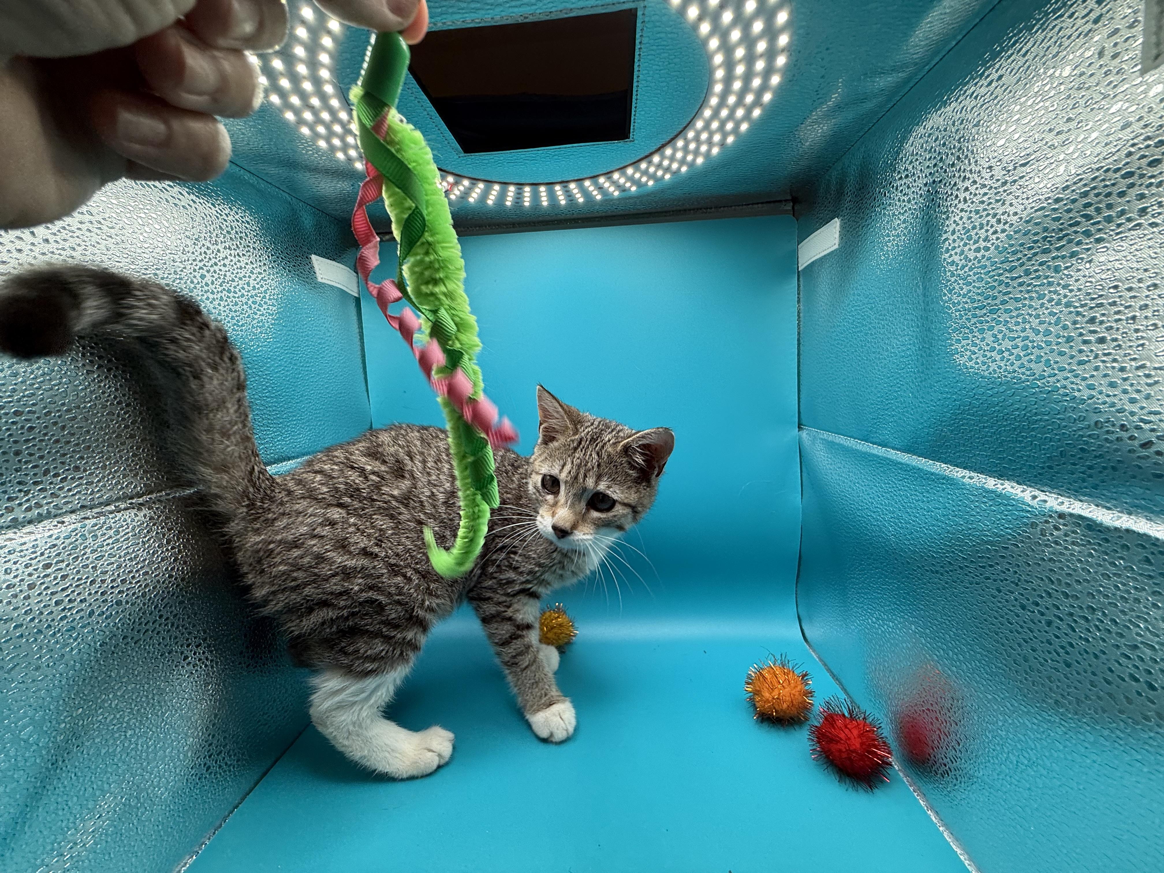 Enlarge Penelope Garcia, a Adoptable Domestic Short Hair in Galloway, NJ image 3/4