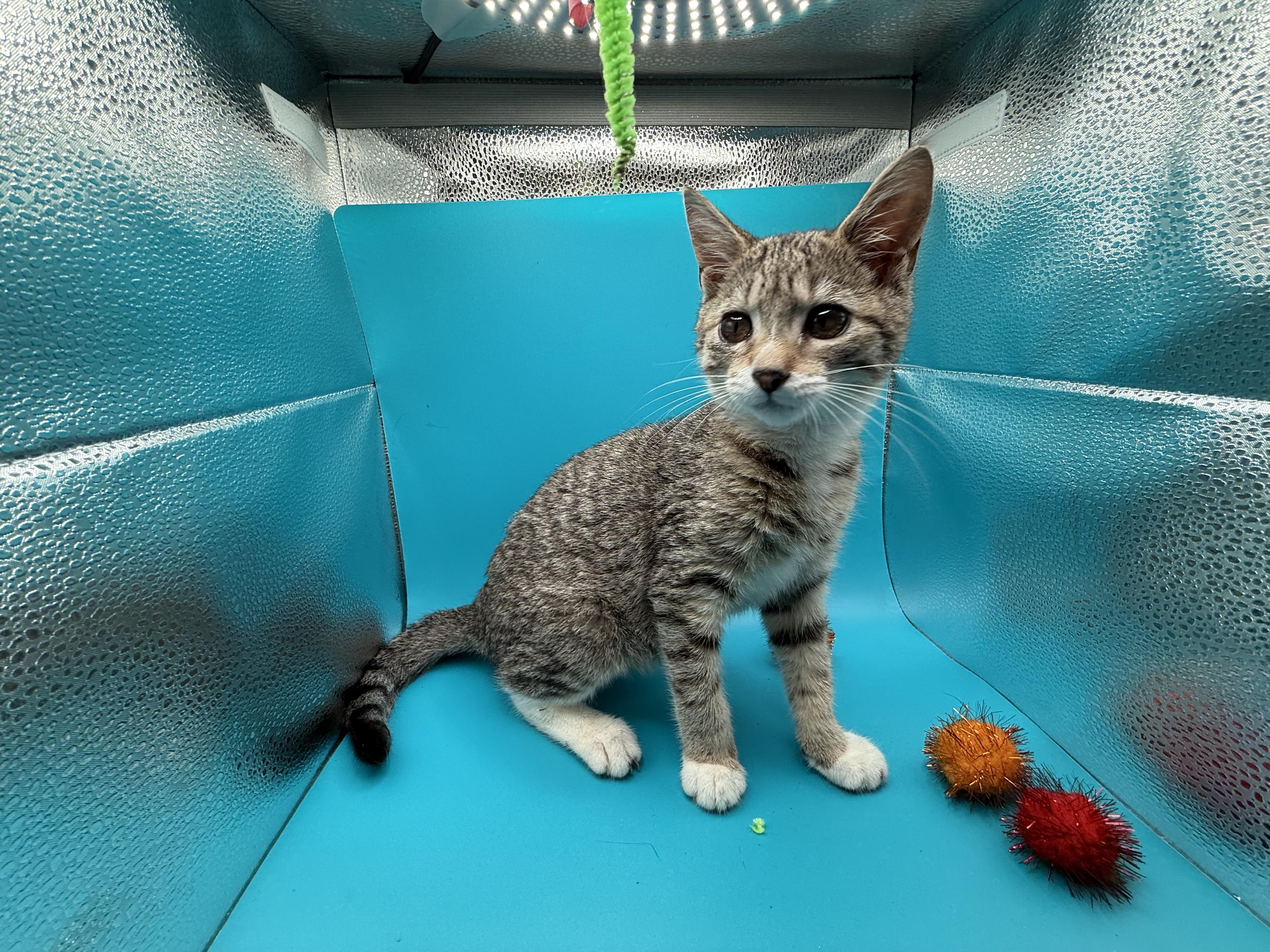 Enlarge Penelope Garcia, a Adoptable Domestic Short Hair in Galloway, NJ image 4/4