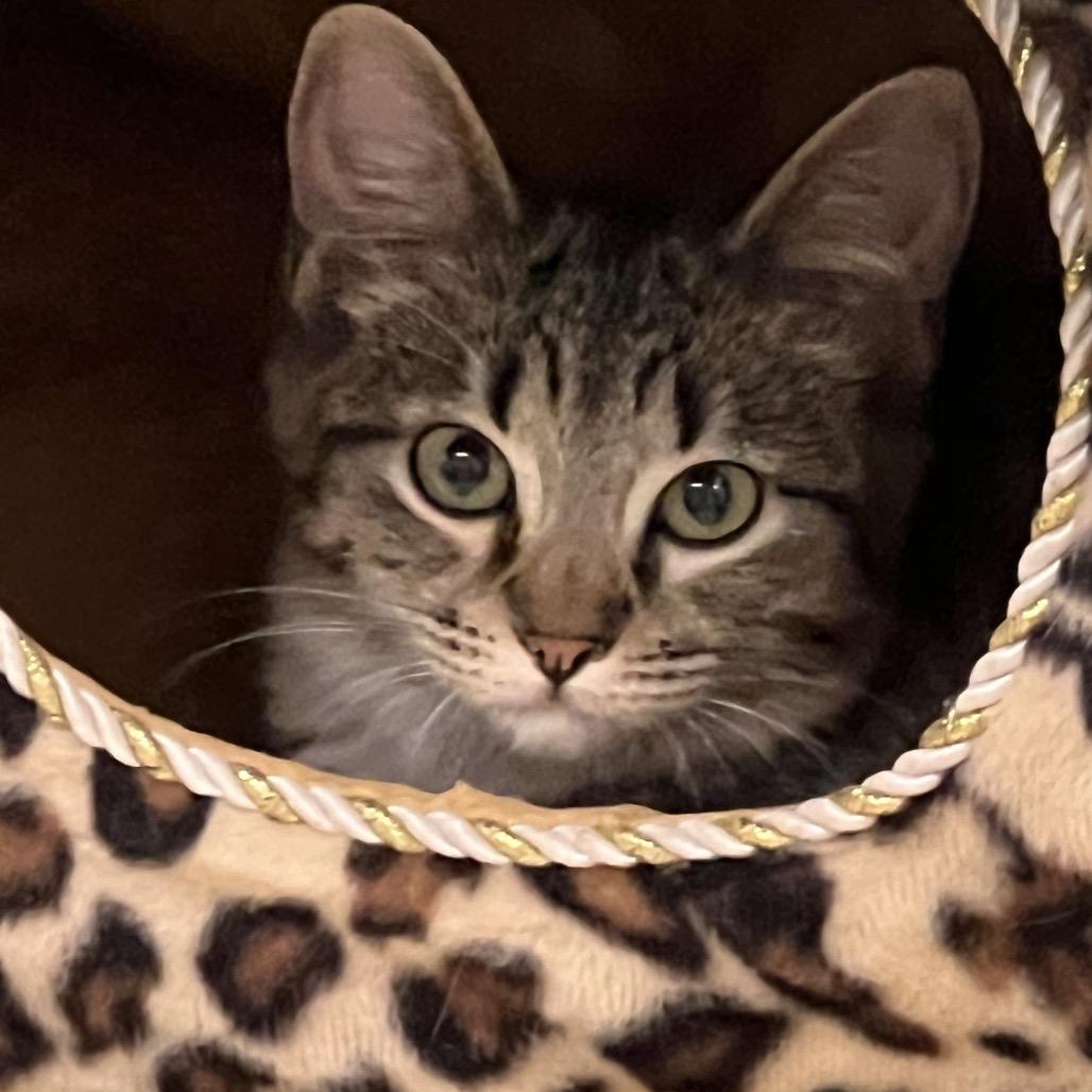 Puff, Adoptable, Kitten Male Domestic Short Hair.