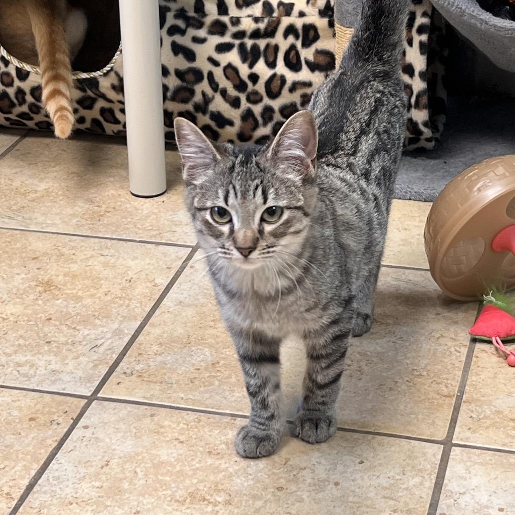 Enlarge Puff, a Adoptable Domestic Short Hair in Columbus, GA image 2/6