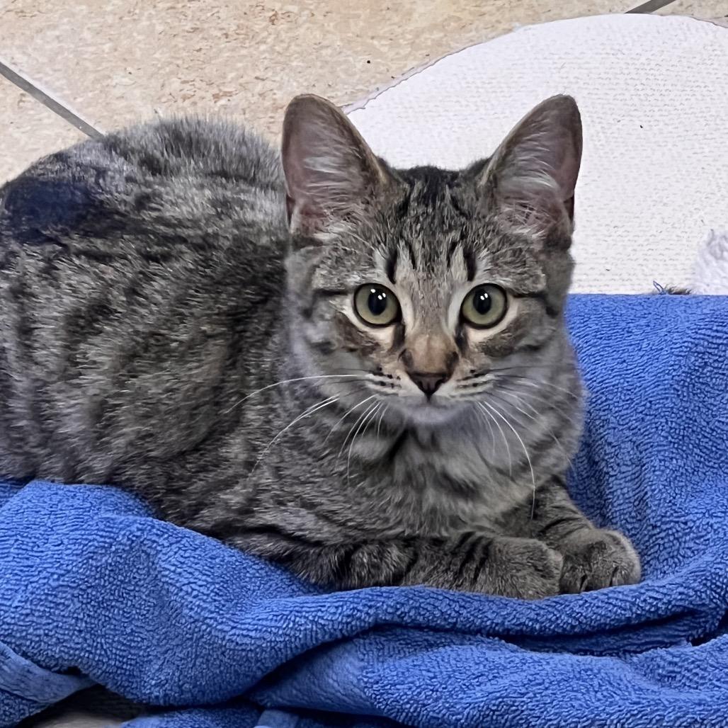 Enlarge Puff, a Adoptable Domestic Short Hair in Columbus, GA image 3/6