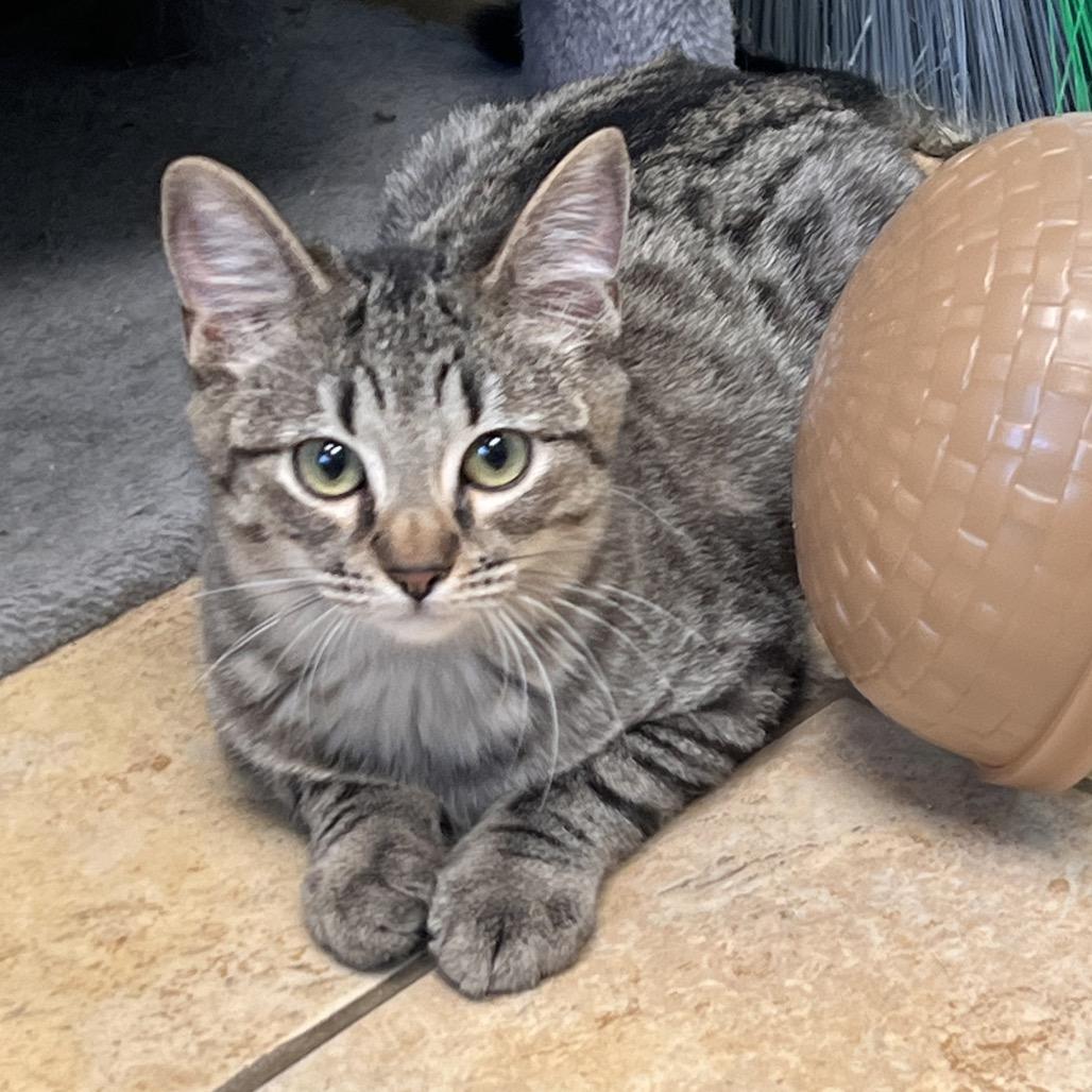 Enlarge Puff, a Adoptable Domestic Short Hair in Columbus, GA image 4/6