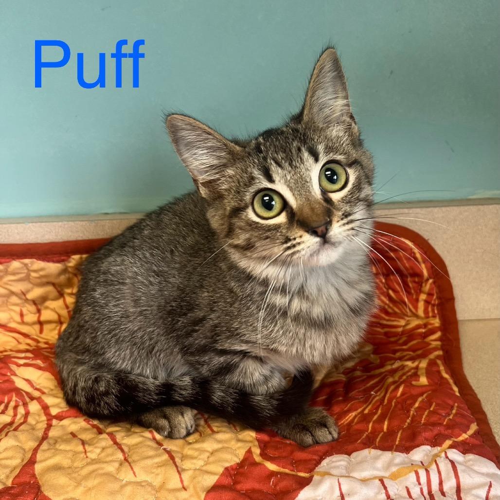 Enlarge Puff, a Adoptable Domestic Short Hair in Columbus, GA image 5/6