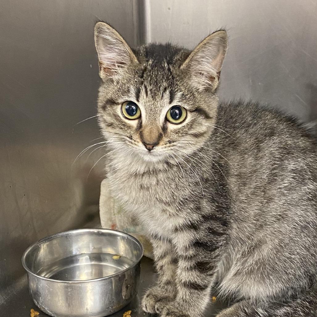 Enlarge Puff, a Adoptable Domestic Short Hair in Columbus, GA image 6/6