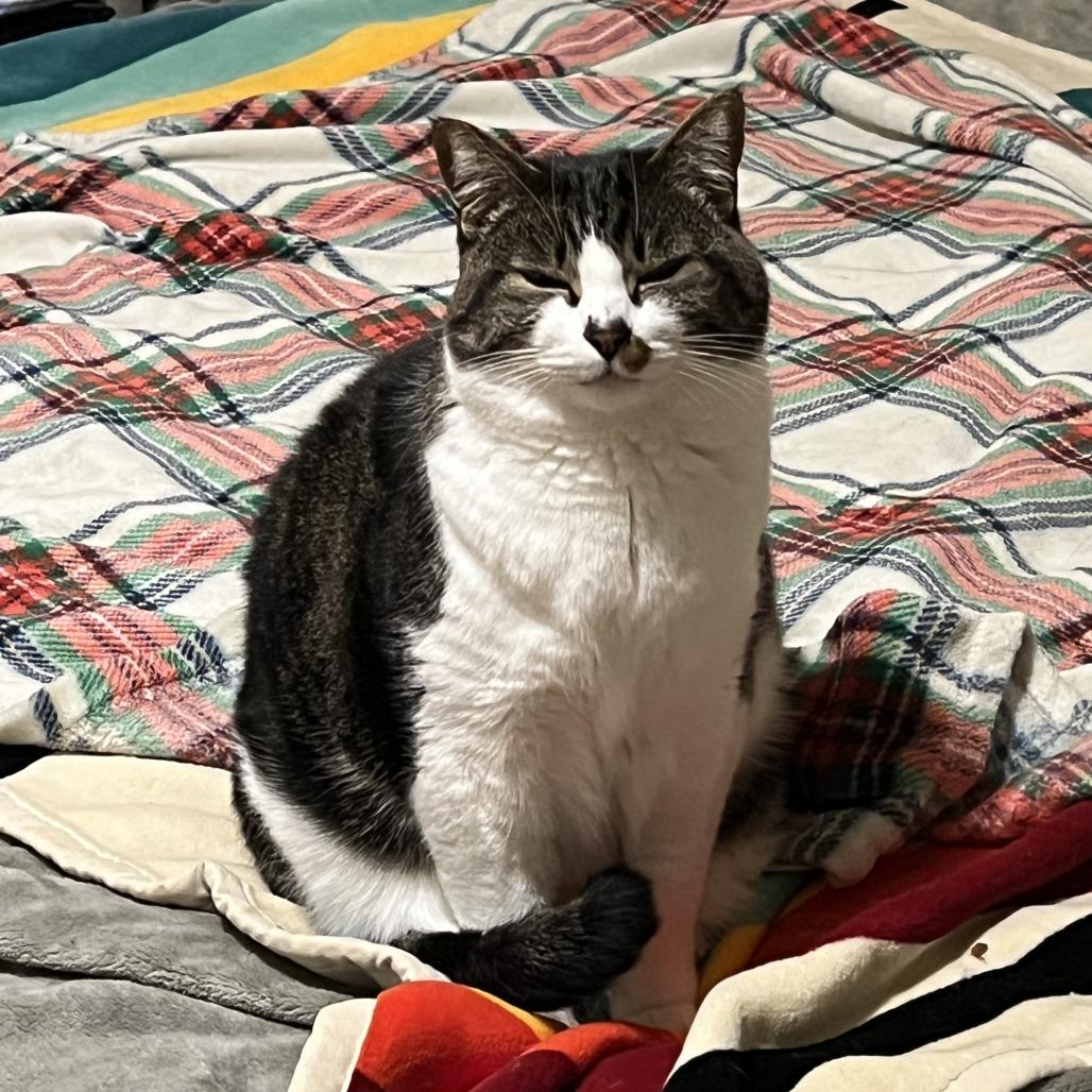 Lupo, Adoptable, Adult Male Domestic Short Hair.