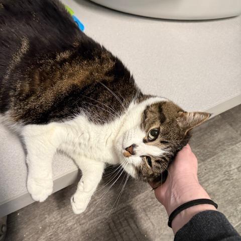 Enlarge Lupo, a Adoptable Domestic Short Hair in Washougal, WA image 2/4