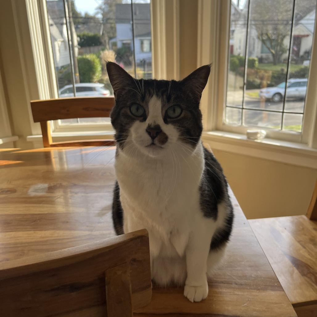 Enlarge Lupo, a Adoptable Domestic Short Hair in Washougal, WA image 3/4