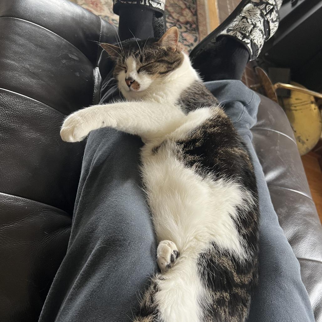 Enlarge Lupo, a Adoptable Domestic Short Hair in Washougal, WA image 4/4