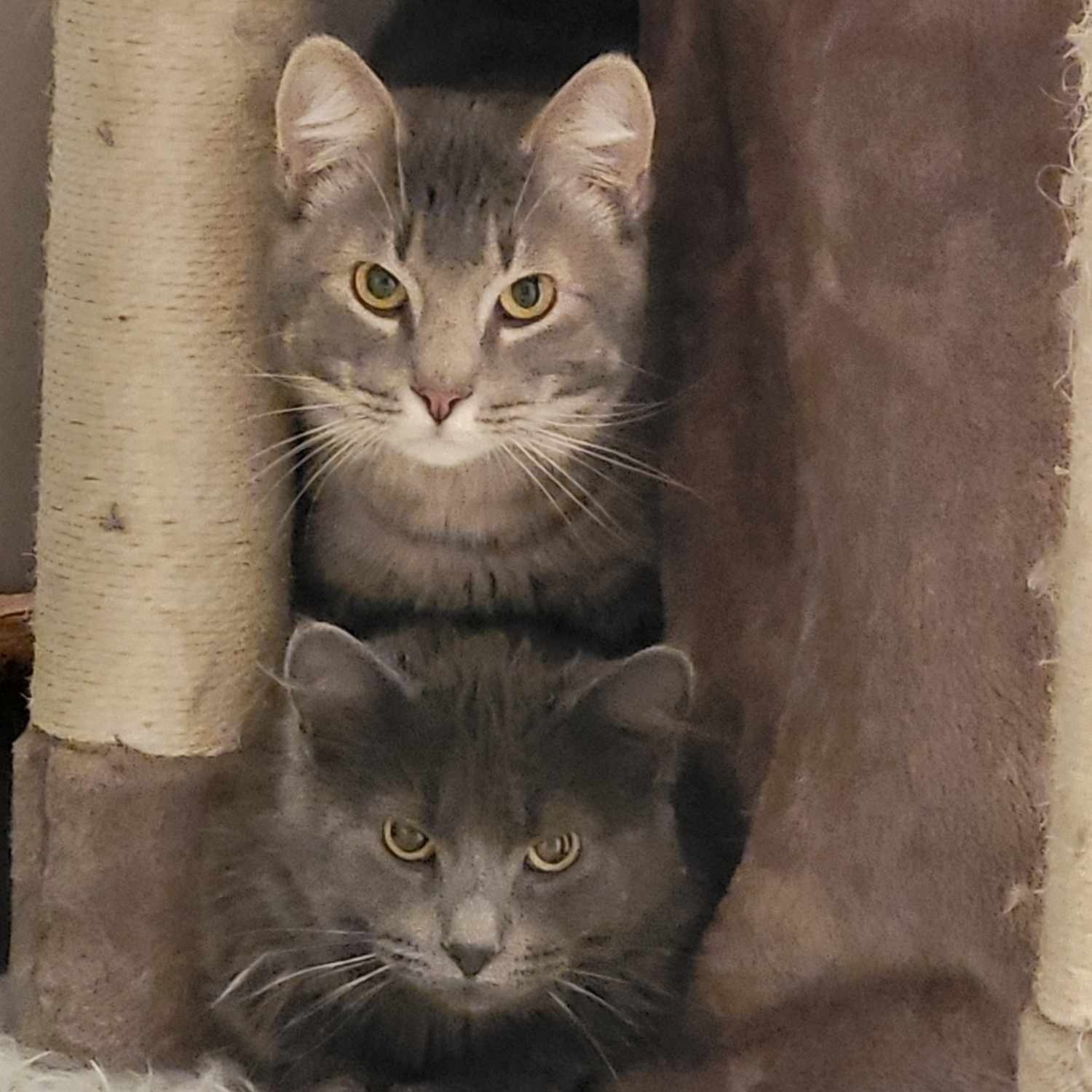 Enlarge Jim *Bonded with Bob*, an adoptable Domestic Medium Hair in Lakeville, MN image 2/2