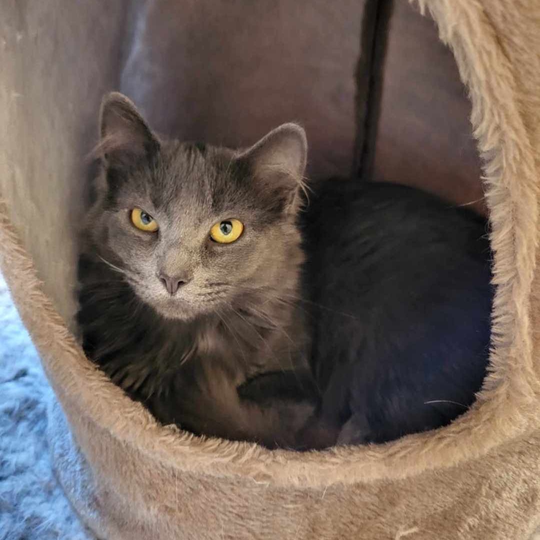 Enlarge Jim *Bonded with Bob*, an adoptable Domestic Medium Hair in Lakeville, MN image 1/2