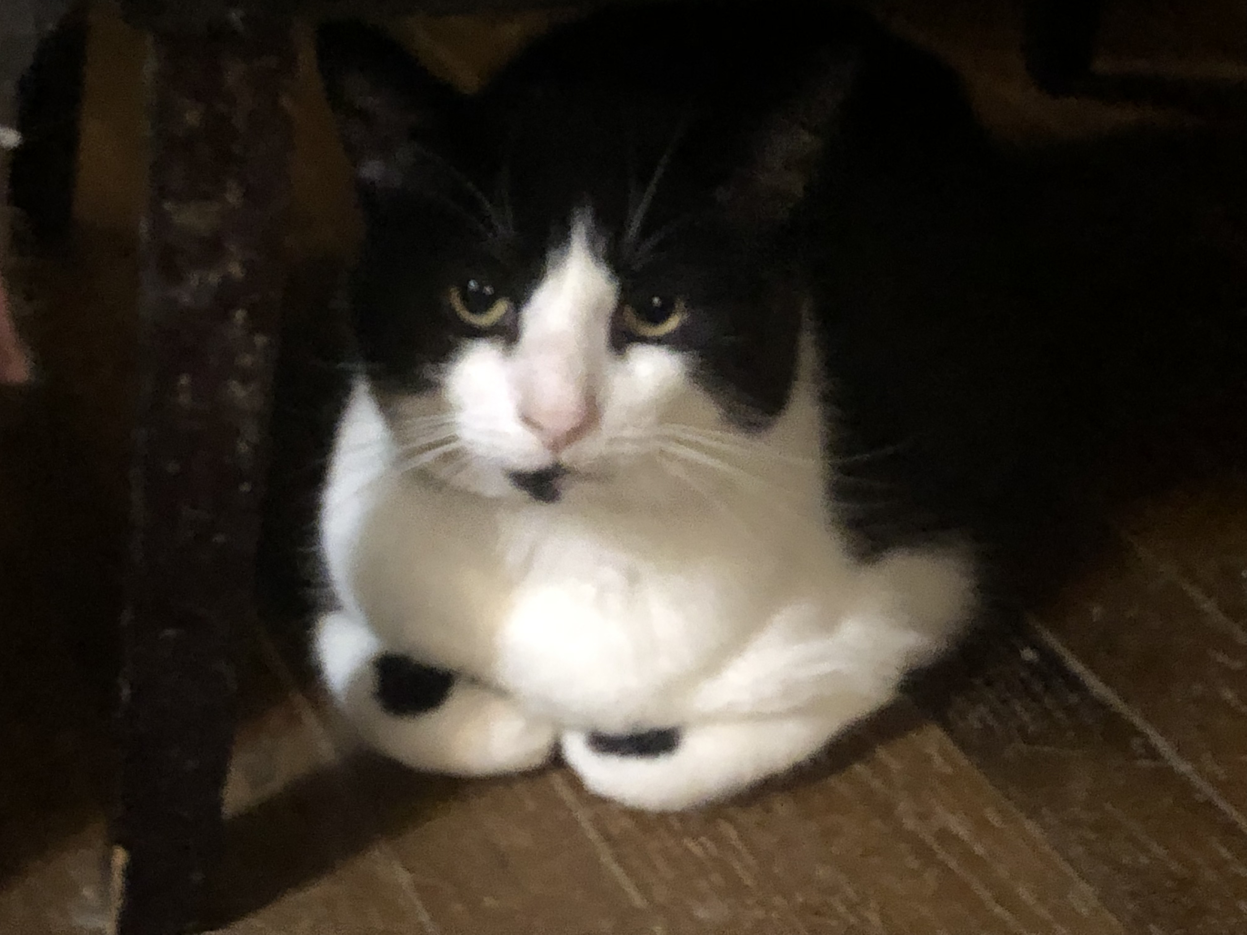 Archie, Adult Male Domestic Short Hair