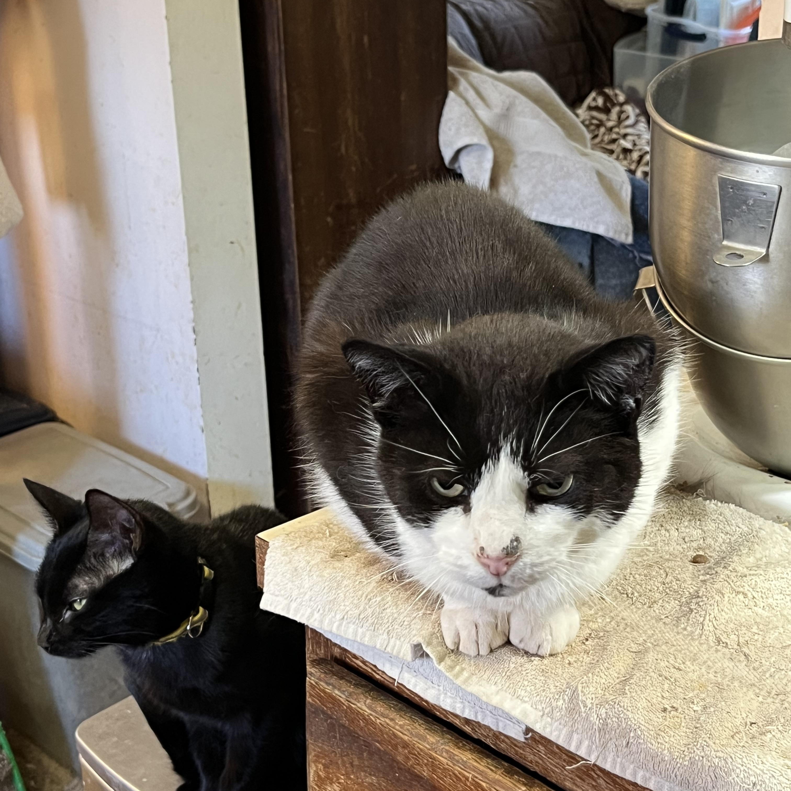 Enlarge Archie, a Adoptable Domestic Short Hair in Mount Airy, MD image 2/3