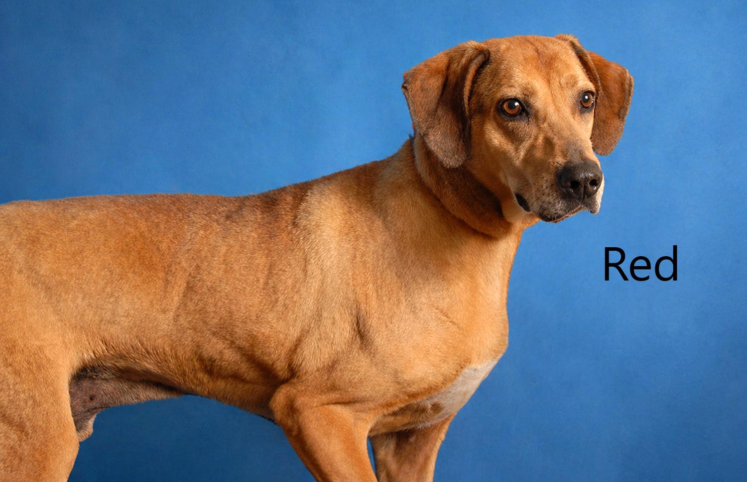 Red, ADOPTABLE, Senior Male Redbone Coonhound.