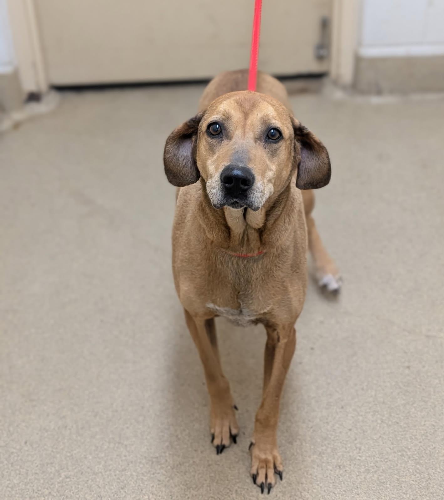 Red, a ADOPTABLE mixed breed in Mount Vernon, OH image 2/2