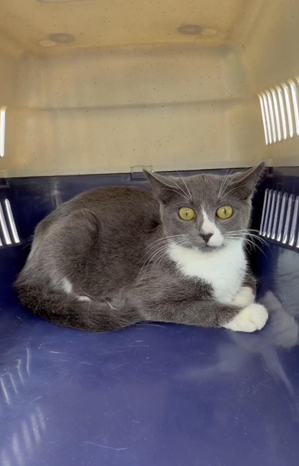 Christa, Adopted, Kitten Female Domestic Short Hair.