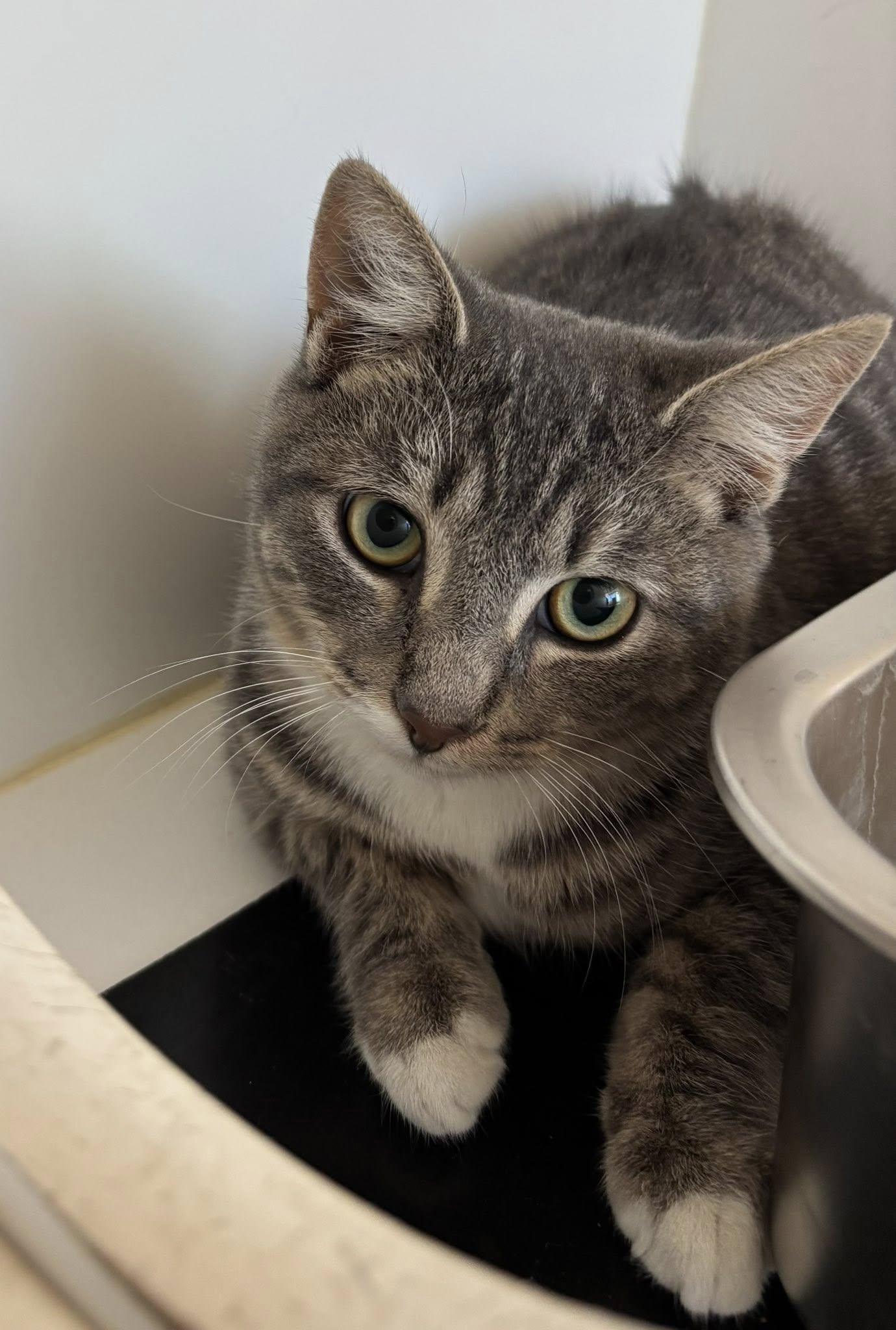 Powell (ID#48919/3596)