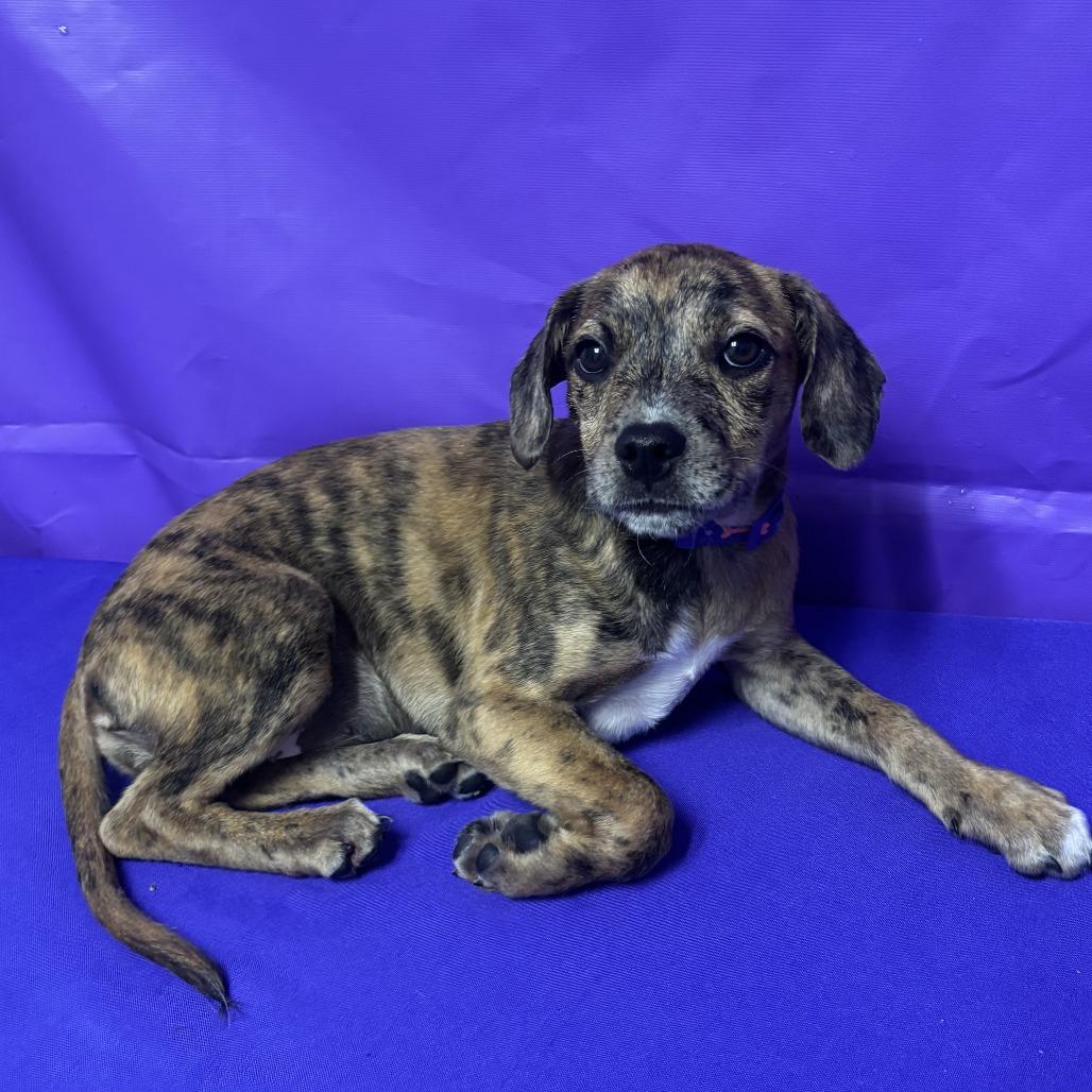 Turtle, Adoptable, Puppy Female Bluetick Coonhound & Catahoula Leopard Dog.