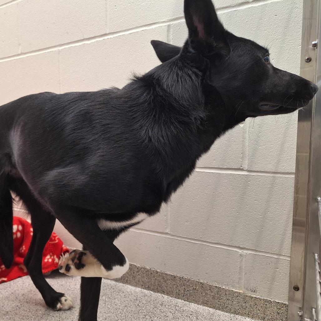 Squiggle, Adoptable, Adult Female Mixed Breed.