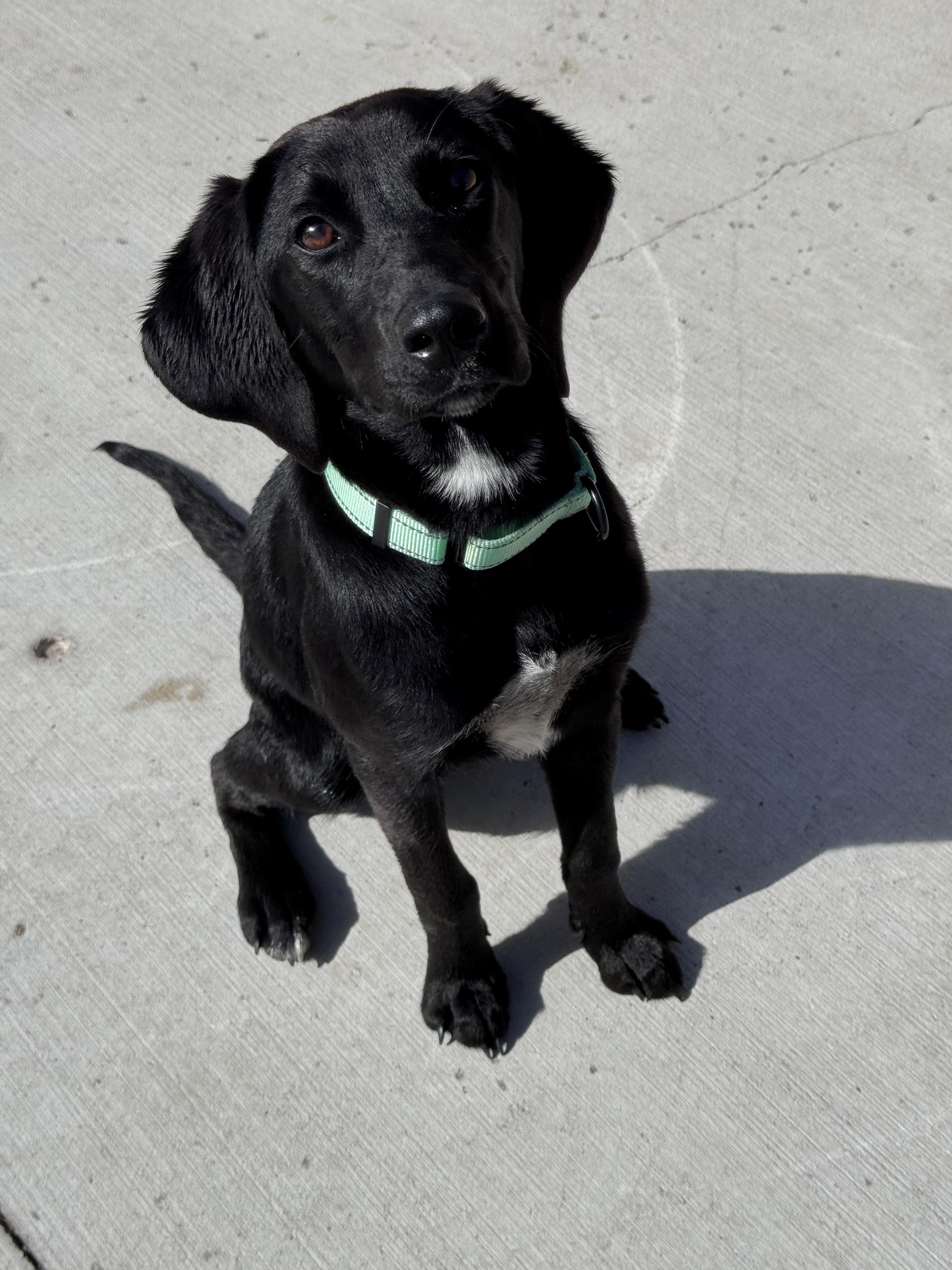 Enlarge Rachel, an adopted mixed breed in Hackensack, MN image 3/5