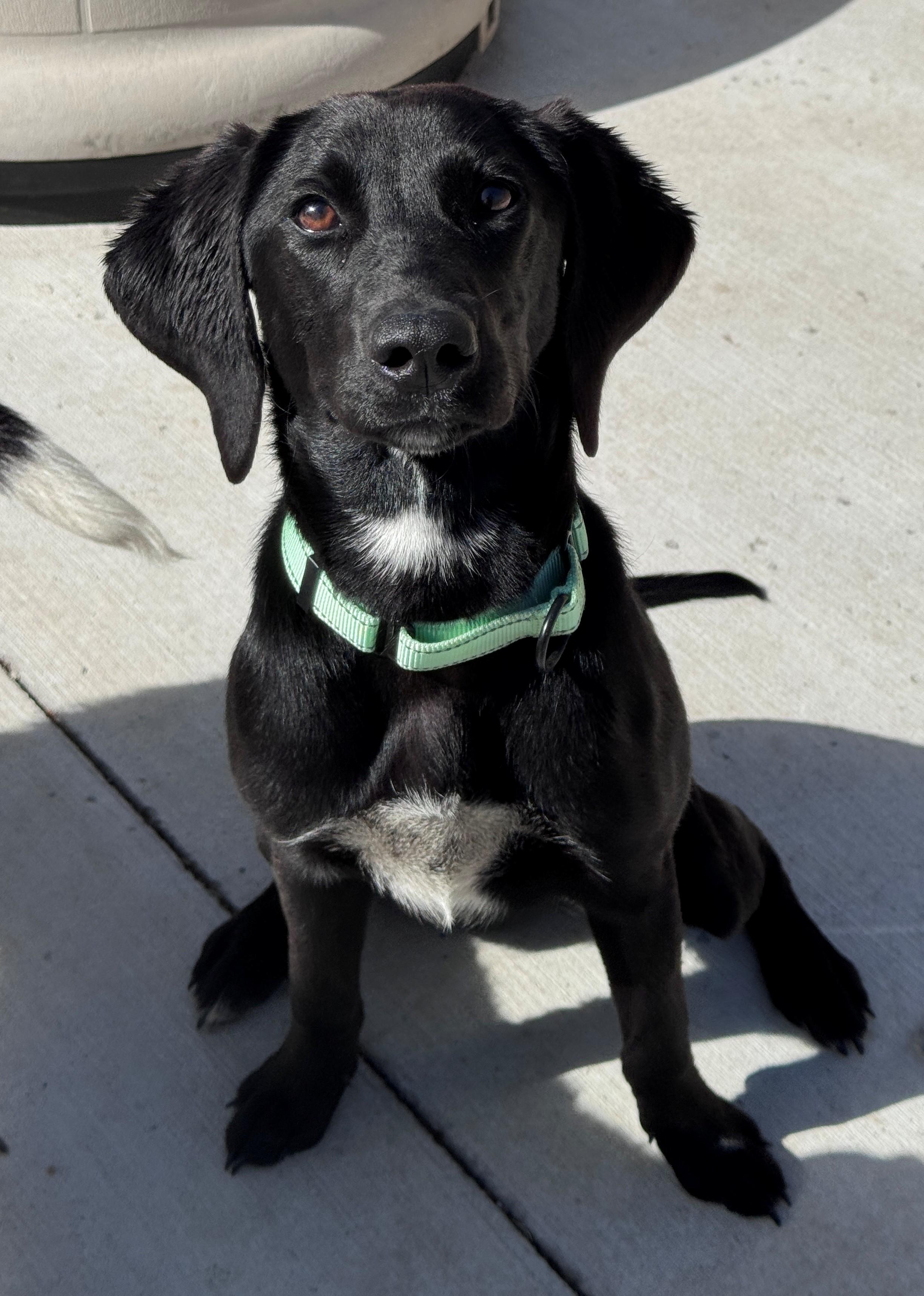 Enlarge Rachel, an adopted mixed breed in Hackensack, MN image 4/5