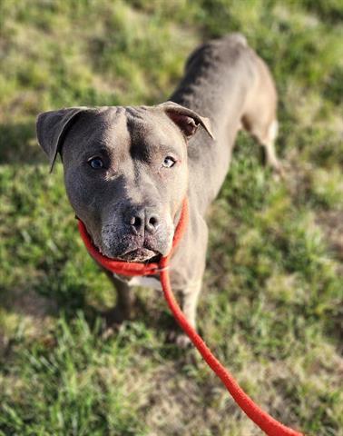 Enlarge RAVIOLI, a Adoptable Pit Bull Terrier in Dayton, OH image 1/1