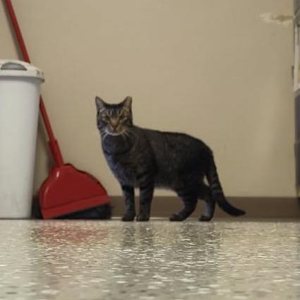 Knox (Bolt) photo